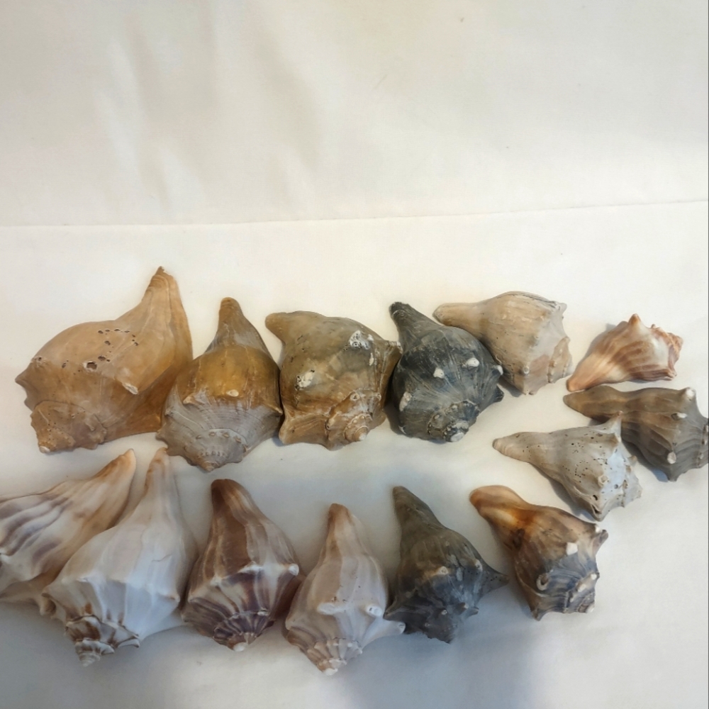 5 lb of Seashell Whelk Welk Shell Beach Shelf Display Decor Aquarium - Picture 4 of 10